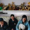 Lazy Camels