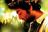 Arijit Singh