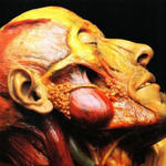 Show-Off Cadavers - The Anatomy Of Self Display